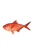 Alfonsino (Kinmedai)