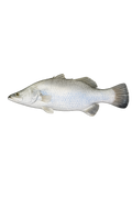 Opal Barramundi