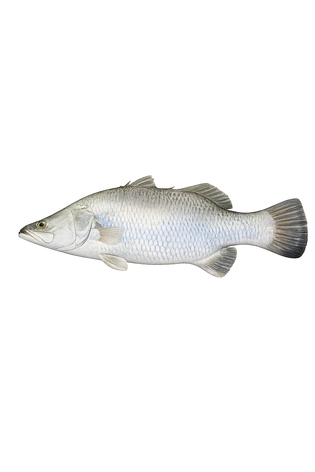 Opal Barramundi