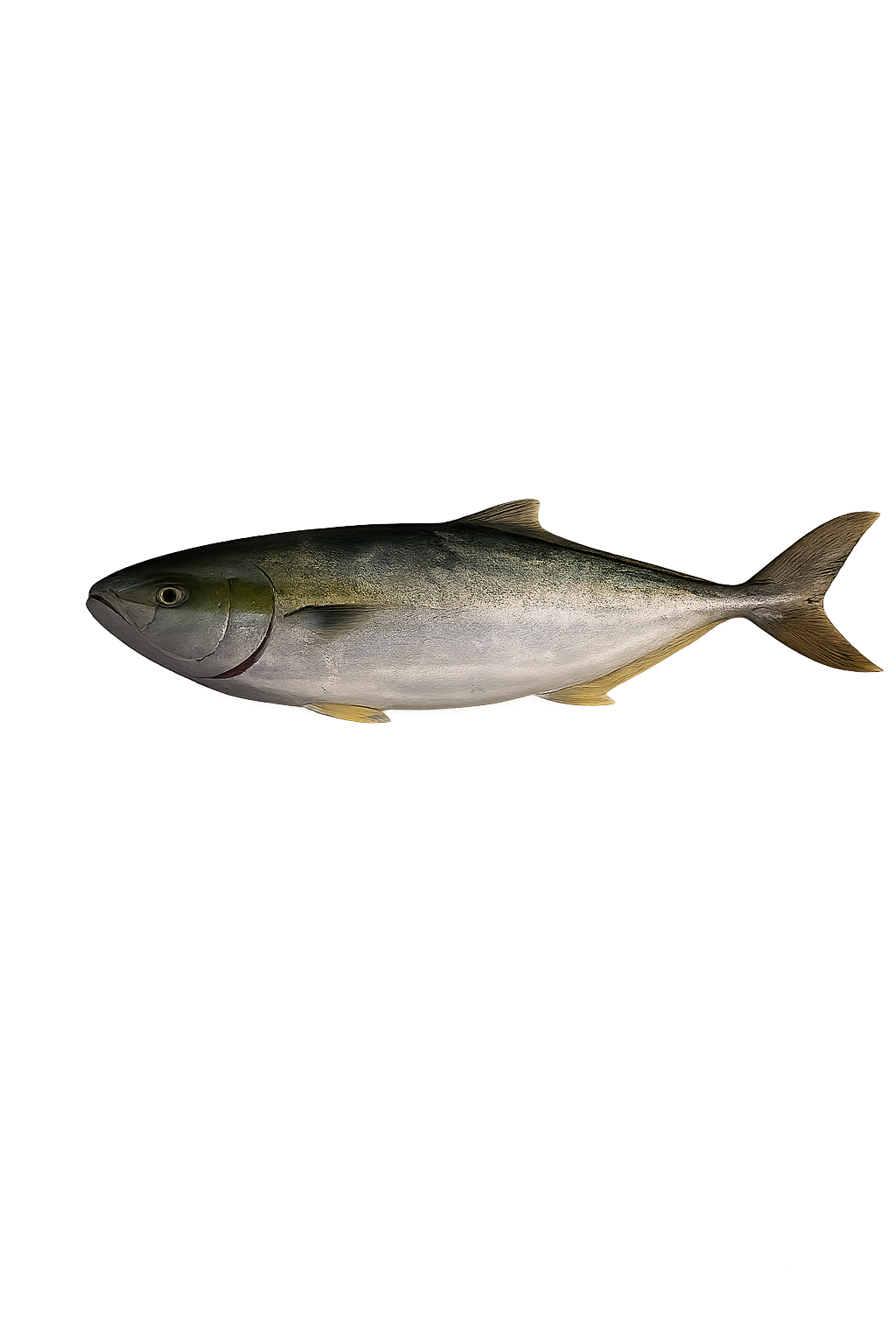 Hiramasa