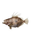 John Dory
