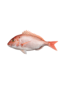 New Zealand Sea Bream (Tai Snapper)