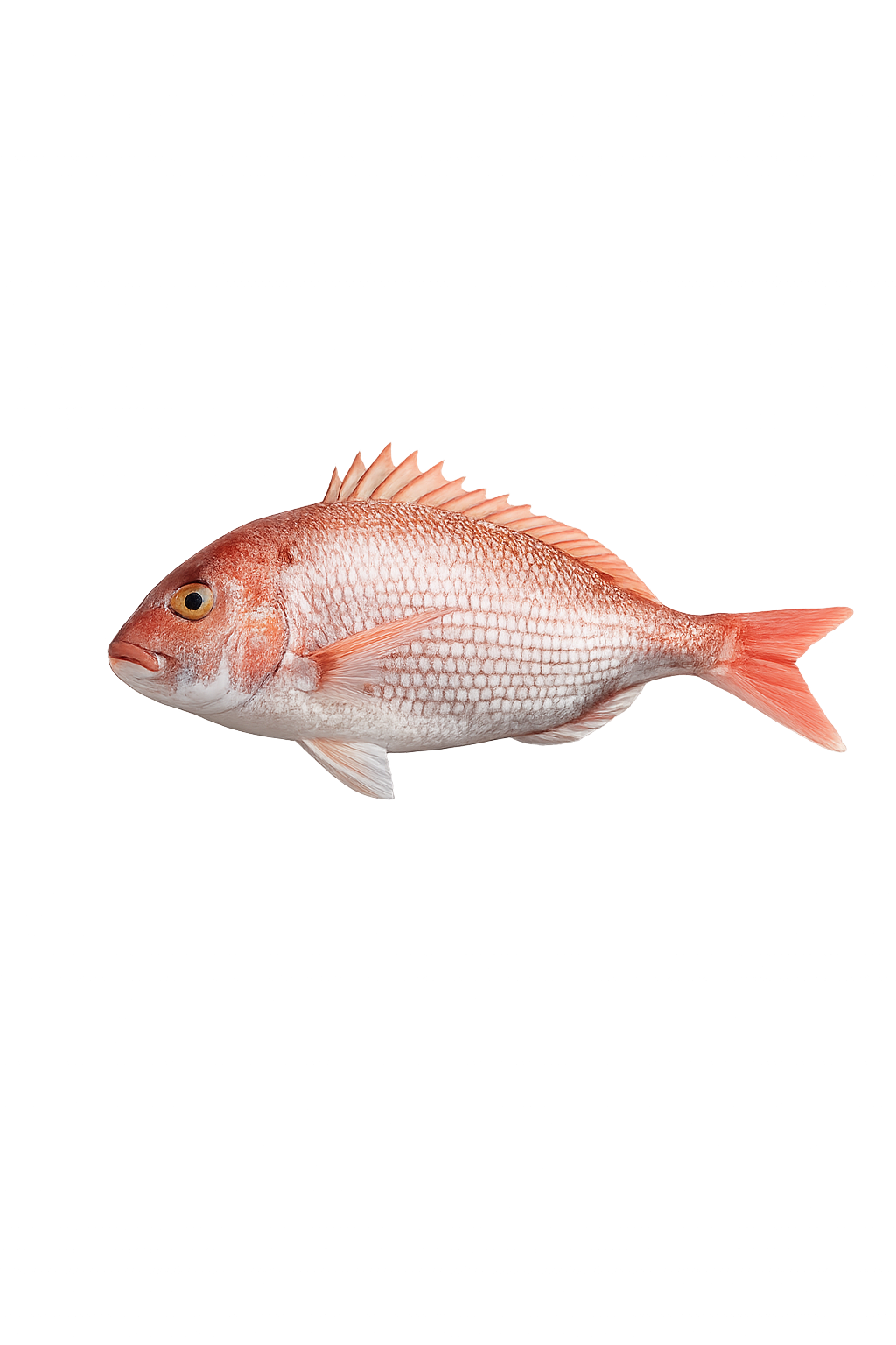 New Zealand Sea Bream (Tai Snapper)