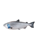 Ora King Salmon