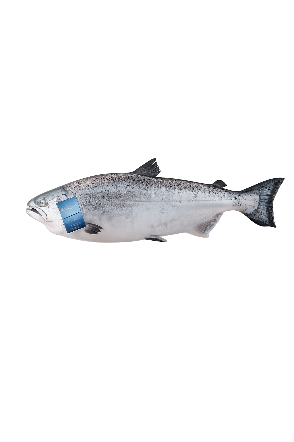 Ora King Salmon