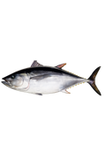 Southern Bluefin Tuna