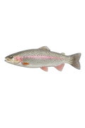 Virginia Rainbow Trout