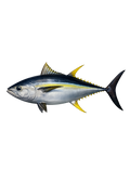 Yellowfin Tuna